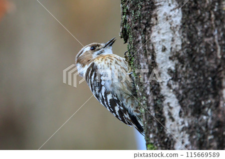 The smallest woodpecker in Japan The smallest woodpecker in Japan 115669589