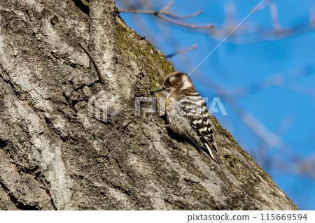 The smallest woodpecker in Japan 115669594