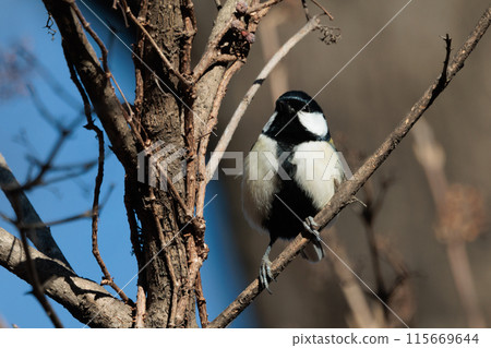 熟悉的野鳥大山雀與可愛的胸口 115669644
