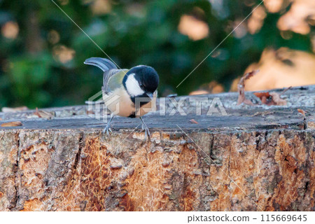 熟悉的野鳥大山雀與可愛的胸口 115669645