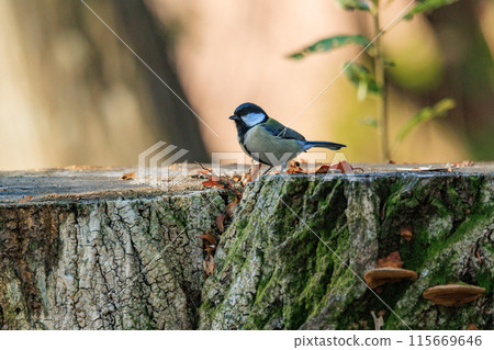 熟悉的野鳥大山雀與可愛的胸口 熟悉的野鳥大山雀與可愛的胸口 115669646