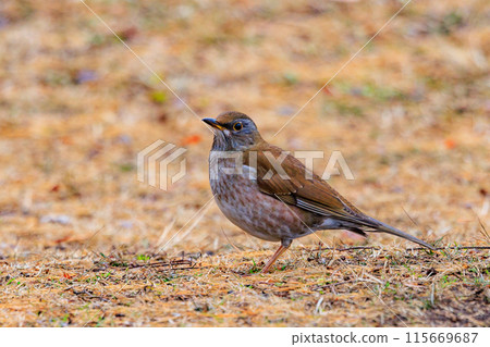 Pale thrush, a winter bird who likes to act alone and jumps to find food Pale thrush, a winter bird who likes to act alone and jumps to find food 115669687
