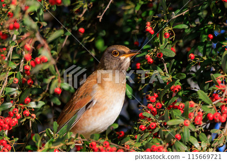 蒼白的畫眉，一種喜歡獨自行動並跳躍尋找食物的冬鳥 115669721