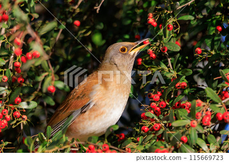 蒼白的畫眉，一種喜歡獨自行動並跳躍尋找食物的冬鳥 115669723