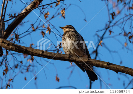 A winter bird named after the thrush because it can no longer be heard when it disappears on a migration in the summer. 115669734