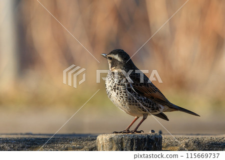 A winter bird named after the thrush because it can no longer be heard when it disappears on a migration in the summer. 115669737