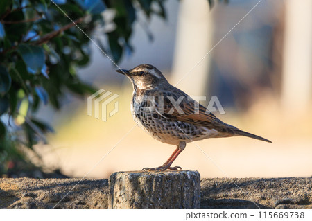 A winter bird named after the thrush because it can no longer be heard when it disappears on a migration in the summer. 115669738