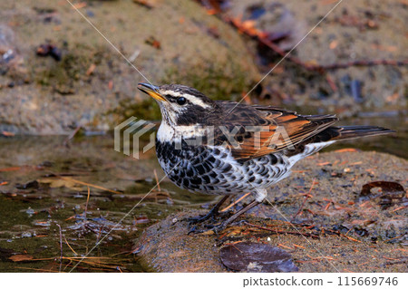 A winter bird named after the thrush because it can no longer be heard when it disappears on a migration in the summer. 115669746