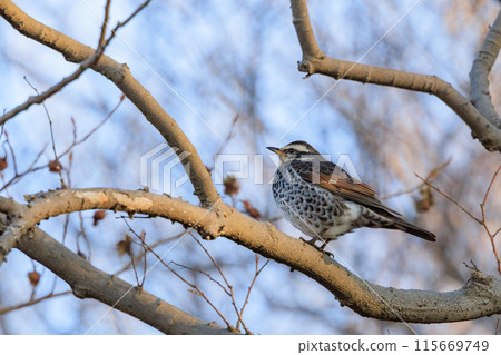 一種以畫眉命名的冬鳥,因為它在夏季遷徙中消失時再也聽不見。 一種以畫眉命名的冬鳥,因為它在夏季遷徙中消失時再也聽不見。 115669749