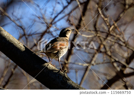 一種以畫眉命名的冬鳥,因為它在夏季遷徙中消失時再也聽不見。 一種以畫眉命名的冬鳥,因為它在夏季遷徙中消失時再也聽不見。 115669750