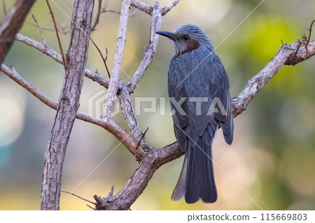 Bulbul,一種稀有鳥類,在日本很熟悉,但在國外卻很活潑而引人注目 Bulbul,一種稀有鳥類,在日本很熟悉,但在國外卻很活潑而引人注目 115669803