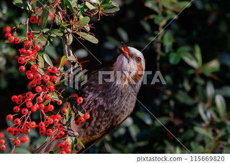 Bulbul,一種稀有鳥類,在日本很熟悉,但在國外卻很活潑而引人注目 Bulbul,一種稀有鳥類,在日本很熟悉,但在國外卻很活潑而引人注目 115669820