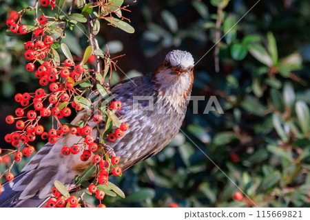 Bulbul, a rare bird that is familiar in Japan but overseas to be lively and conspicuous 115669821