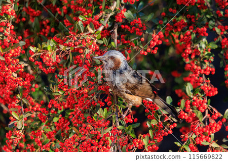 Bulbul,一種稀有鳥類,在日本很熟悉,但在國外卻很活潑而引人注目 Bulbul,一種稀有鳥類,在日本很熟悉,但在國外卻很活潑而引人注目 115669822