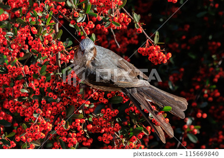 Bulbul, a rare bird that is familiar in Japan but overseas to be lively and conspicuous 115669840