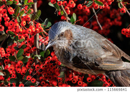 Bulbul, a rare bird that is familiar in Japan but overseas to be lively and conspicuous 115669841