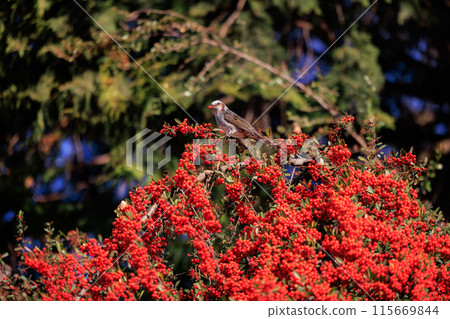 Bulbul, a rare bird that is familiar in Japan but overseas to be lively and conspicuous 115669844
