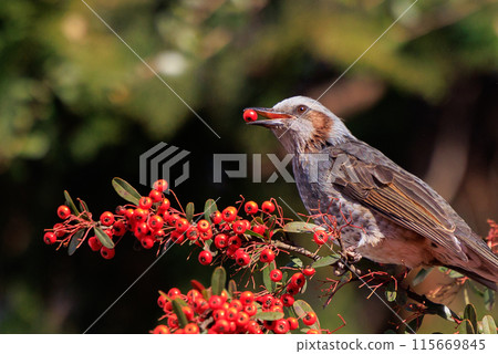 Bulbul, a rare bird that is familiar in Japan but overseas to be lively and conspicuous Bulbul, a rare bird that is familiar in Japan but overseas to be lively and conspicuous 115669845