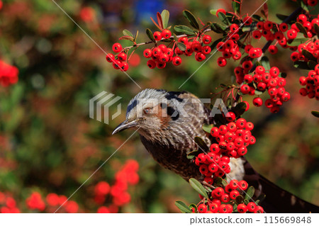 Bulbul, a rare bird that is familiar in Japan but overseas to be lively and conspicuous Bulbul, a rare bird that is familiar in Japan but overseas to be lively and conspicuous 115669848