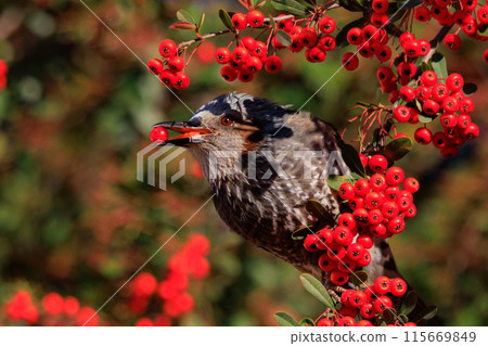 Bulbul, a rare bird that is familiar in Japan but overseas to be lively and conspicuous Bulbul, a rare bird that is familiar in Japan but overseas to be lively and conspicuous 115669849
