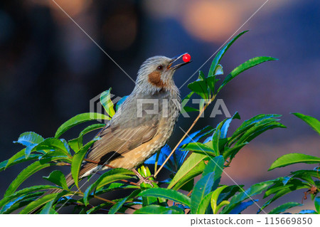 Bulbul, a rare bird that is familiar in Japan but overseas to be lively and conspicuous 115669850