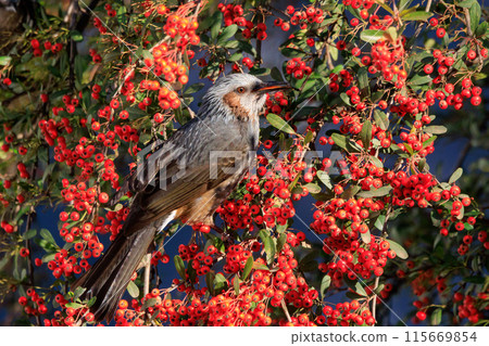Bulbul,一種稀有鳥類,在日本很熟悉,但在國外卻很活潑而引人注目 Bulbul,一種稀有鳥類,在日本很熟悉,但在國外卻很活潑而引人注目 115669854