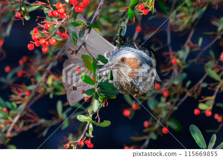 Bulbul,一種稀有鳥類,在日本很熟悉,但在國外卻很活潑而引人注目 Bulbul,一種稀有鳥類,在日本很熟悉,但在國外卻很活潑而引人注目 115669855