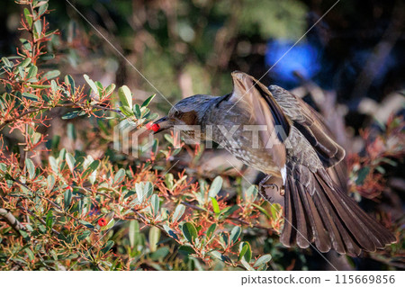 Bulbul,一種稀有鳥類,在日本很熟悉,但在國外卻很活潑而引人注目 Bulbul,一種稀有鳥類,在日本很熟悉,但在國外卻很活潑而引人注目 115669856