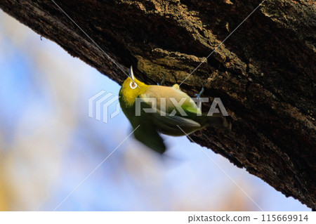 A white-eye bird with a beautiful green body and white glasses that can be mistaken for a warbler. 115669914