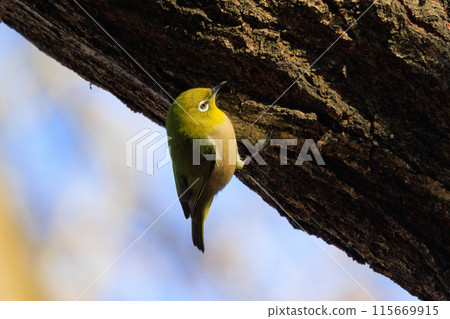 A white-eye bird with a beautiful green body and white glasses that can be mistaken for a warbler. A white-eye bird with a beautiful green body and white glasses that can be mistaken for a warbler. 115669915