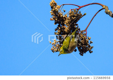 A white-eye bird with a beautiful green body and white glasses that can be mistaken for a warbler. A white-eye bird with a beautiful green body and white glasses that can be mistaken for a warbler. 115669938