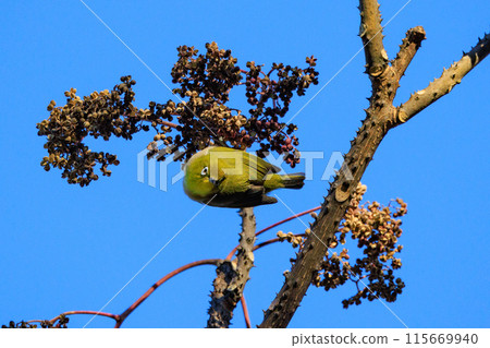 A white-eye bird with a beautiful green body and white glasses that can be mistaken for a warbler. A white-eye bird with a beautiful green body and white glasses that can be mistaken for a warbler. 115669940