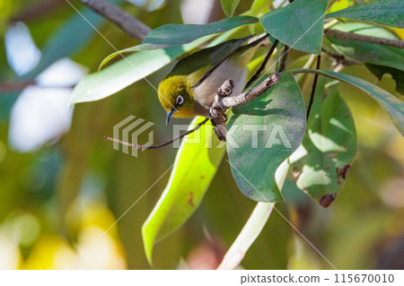 A white-eye bird with a beautiful green body and white glasses that can be mistaken for a warbler. A white-eye bird with a beautiful green body and white glasses that can be mistaken for a warbler. 115670010