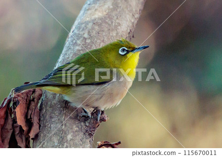 A white-eye bird with a beautiful green body and white glasses that can be mistaken for a warbler. A white-eye bird with a beautiful green body and white glasses that can be mistaken for a warbler. 115670011