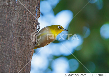 A white-eye bird with a beautiful green body and white glasses that can be mistaken for a warbler. A white-eye bird with a beautiful green body and white glasses that can be mistaken for a warbler. 115670012