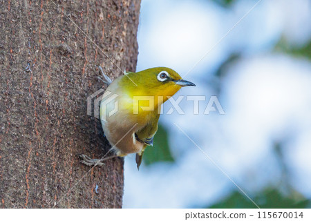 A white-eye bird with a beautiful green body and white glasses that can be mistaken for a warbler. 115670014