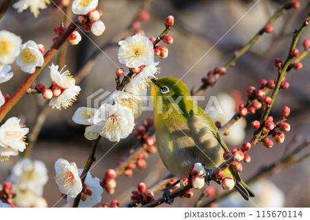 A Japanese white-eye, often mistaken for a nightingale, eats plums and becomes a plum-eyed bird. A Japanese white-eye, often mistaken for a nightingale, eats plums and becomes a plum-eyed bird. 115670114