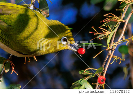 A white-eye bird with a beautiful green body and white glasses that can be mistaken for a warbler. 115670132