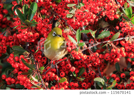 一種白眼鳥，有著美麗的綠色身體和白色的眼鏡，很容易被誤認為是鶯。 115670141