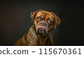 Portrait Old Sick British Bulldog, Dog with Slanted Eyes On Black Background in Vet. Horizontal. Breeding. Dog Training Or Pet Clinic. Canine Emotions. AI Generated 115670361