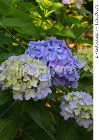 Purple hydrangeas 115670673