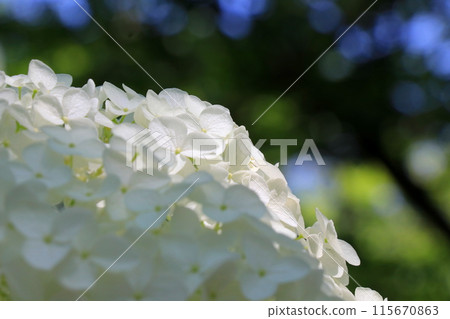 White hydrangea anabel 115670863