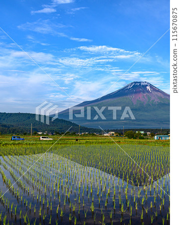 Inverted Mt. Fuji reflected in flooded rice fields in Yamanashi Prefecture (early summer image) 115670875