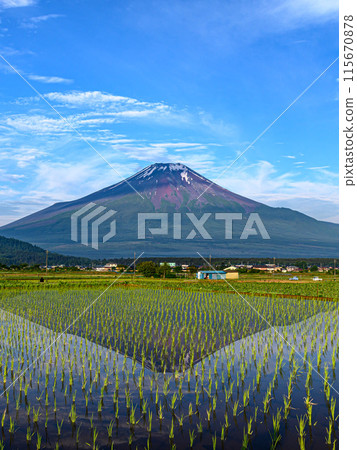 Inverted Mt. Fuji reflected in flooded rice fields in Yamanashi Prefecture (early summer image) 115670878