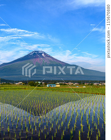 山梨縣，倒映在充滿水的稻田中的富士山（初夏圖片） 115670880