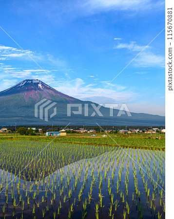 山梨縣，倒映在充滿水的稻田中的富士山（初夏圖片） 115670881