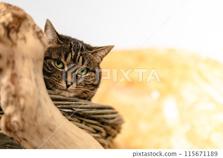 A cat is sitting on a log and looking at the camera A cat is sitting on a log and looking at the camera 115671189