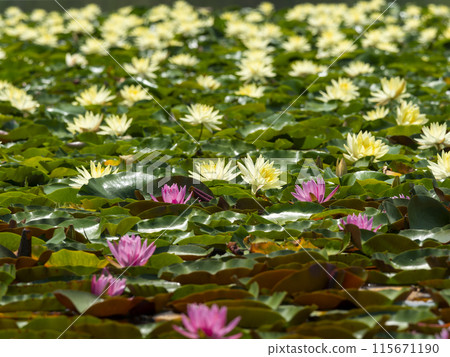 Pink and yellow water lilies blooming in the pond at Nagai Botanical Garden Pink and yellow water lilies blooming in the pond at Nagai Botanical Garden 115671190