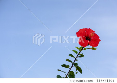 A red flower is standing tall in front of a blue sky A red flower is standing tall in front of a blue sky 115671194