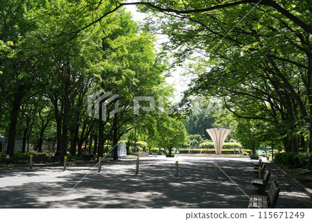 被新鮮綠樹環繞的公園 115671249